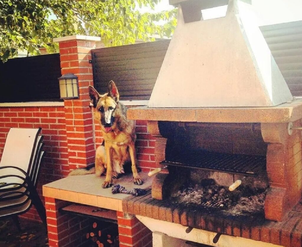 cane di guardia al barbecue
