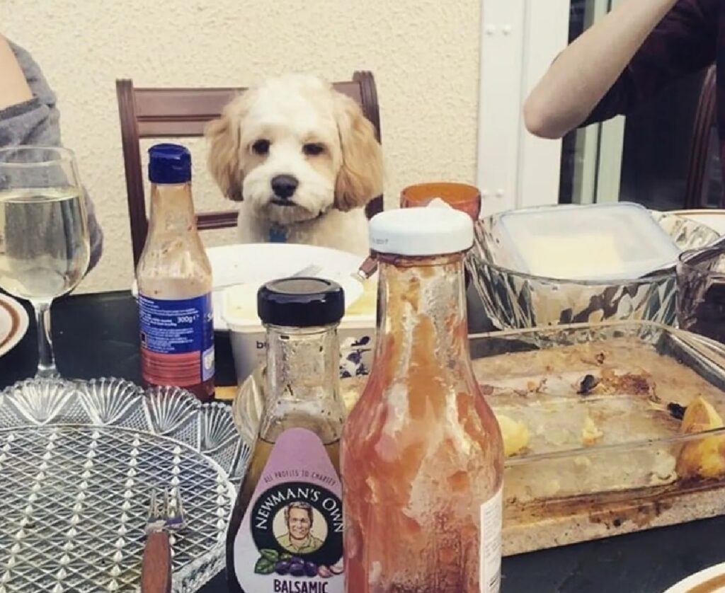 cane seduto a tavola