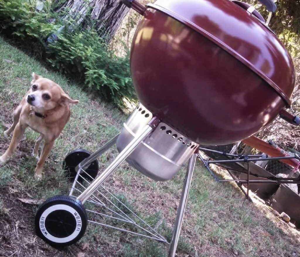 cane vicino barbecue rosso 