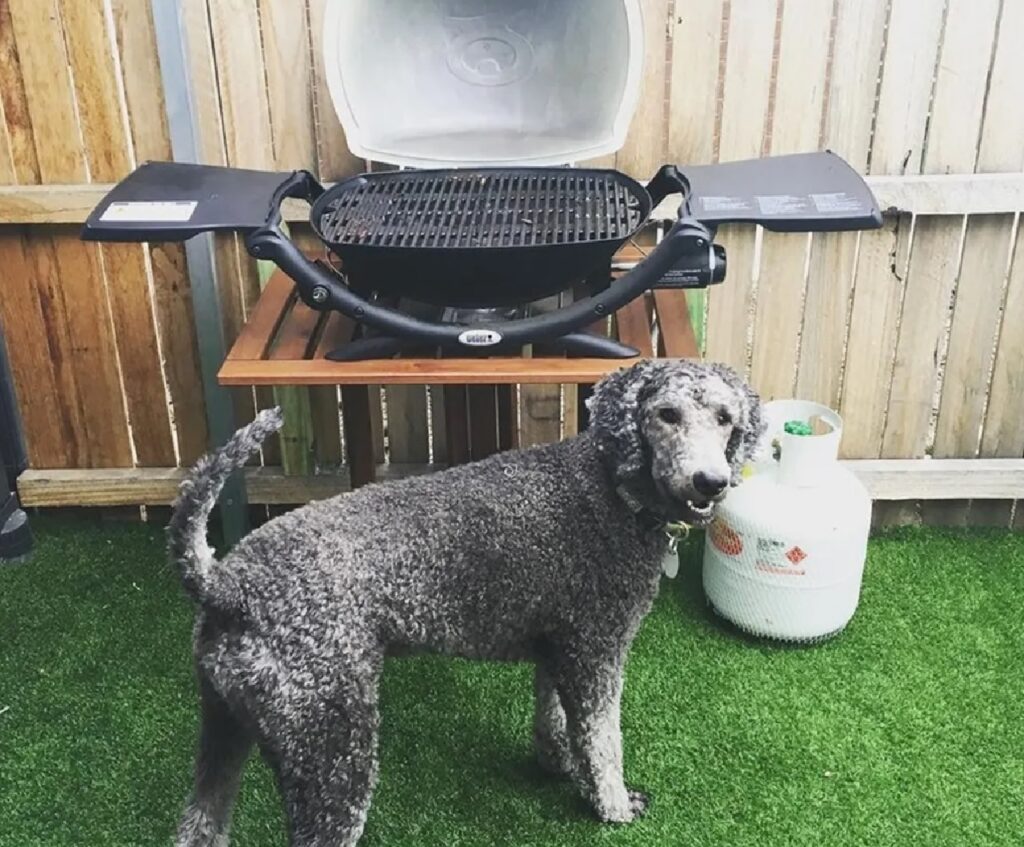 cane grigio vuole qualcosa