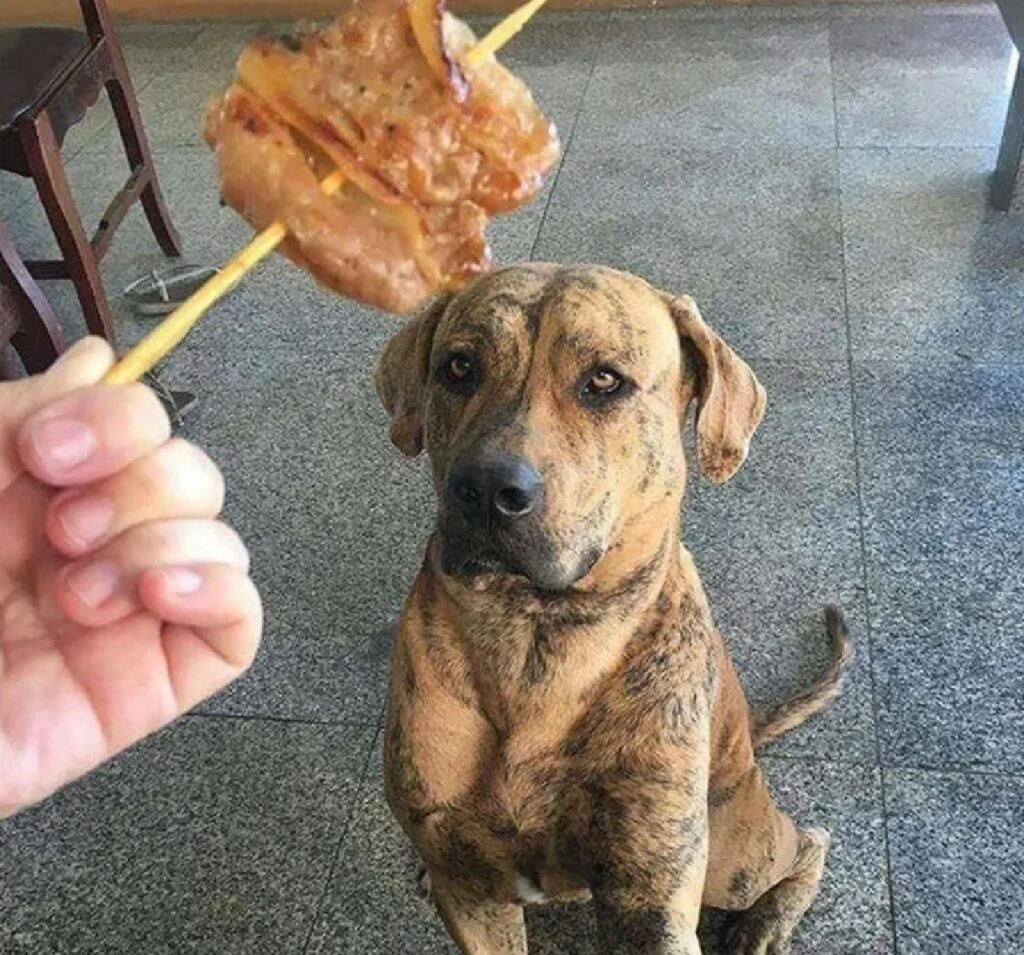 cane che osserva pezzo di carne