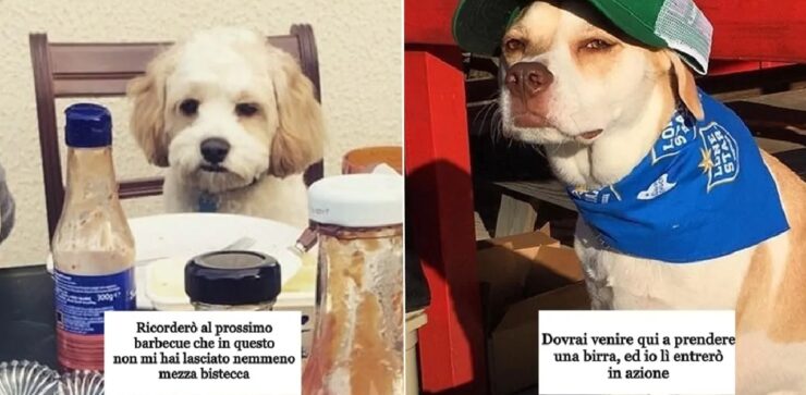 cani che vogliono prendere cibo da barbecue