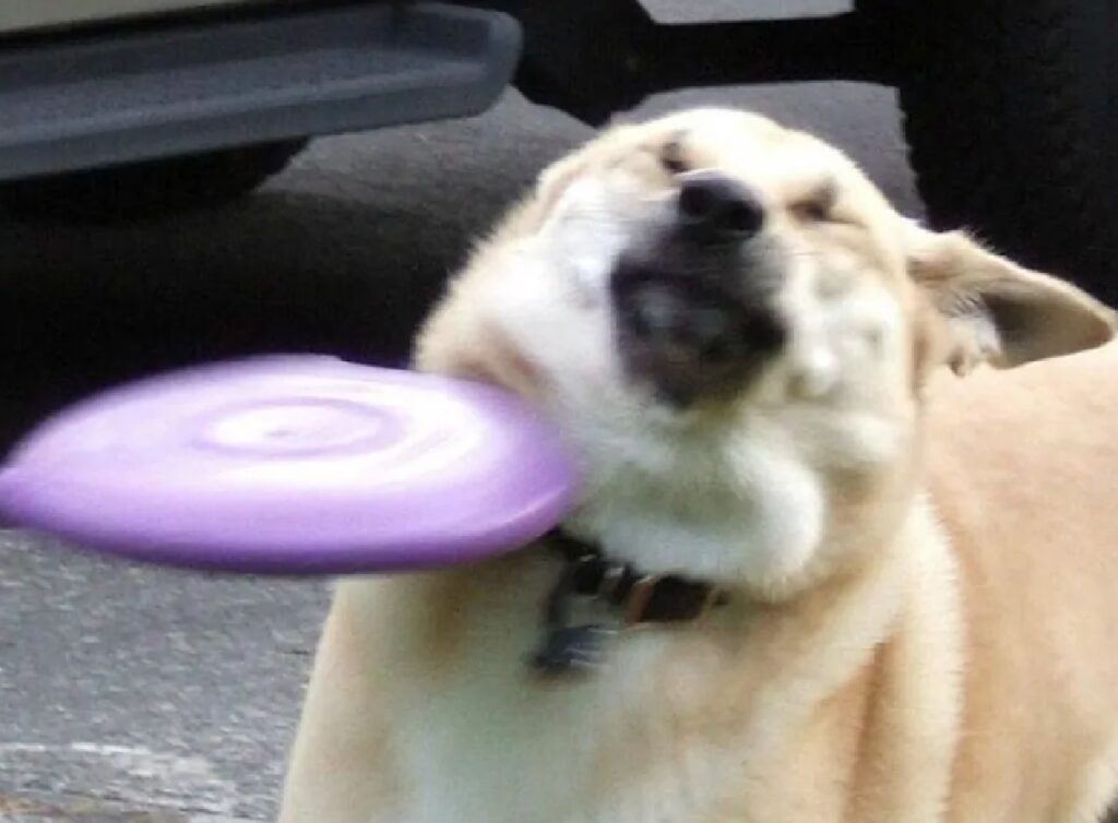 cane preso in pieno da frisbee