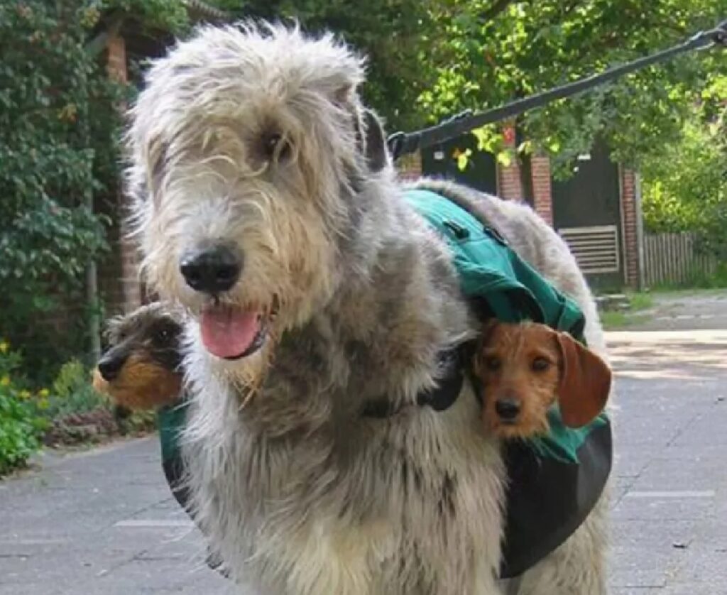 cane trasporta suoi simili