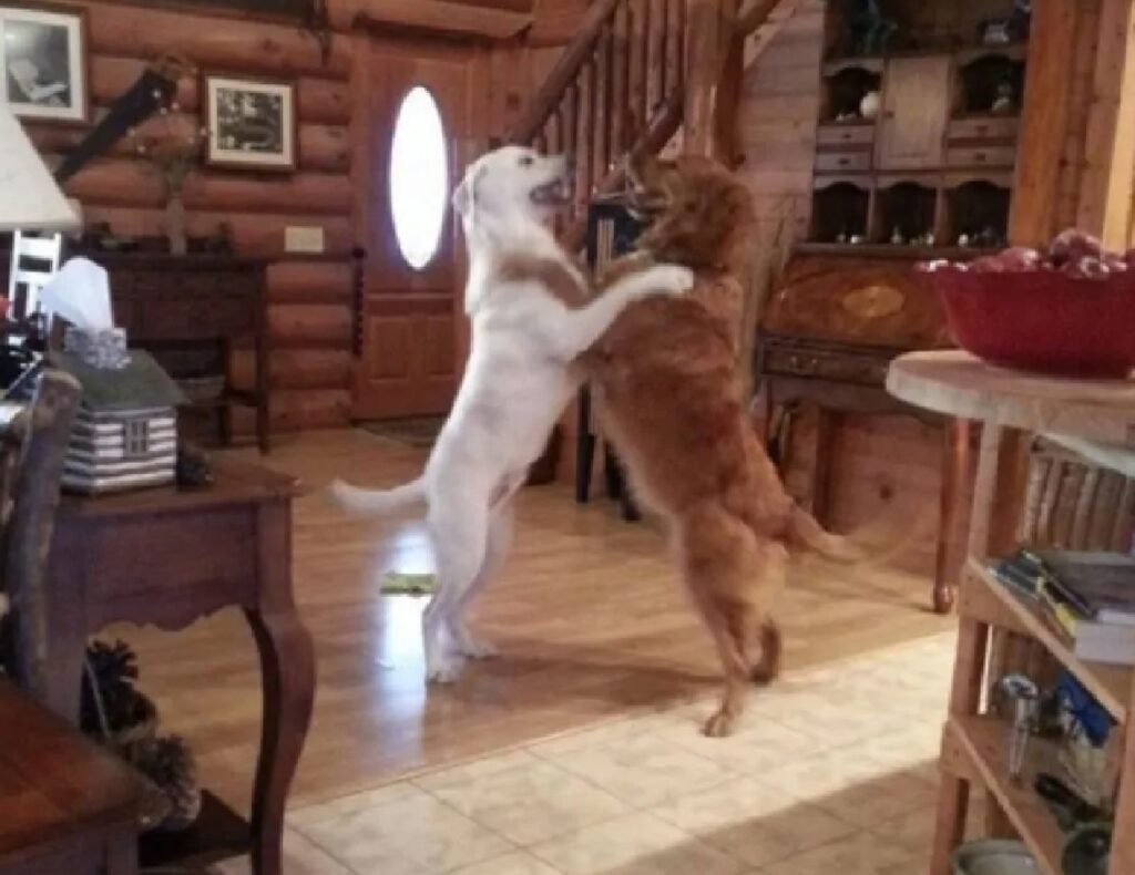 cani ballano in mezzo stanza