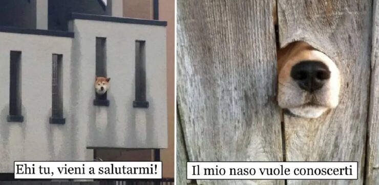 cani che volevano solamente salutare