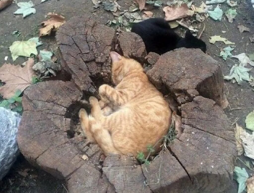 gatto dentro un tronco