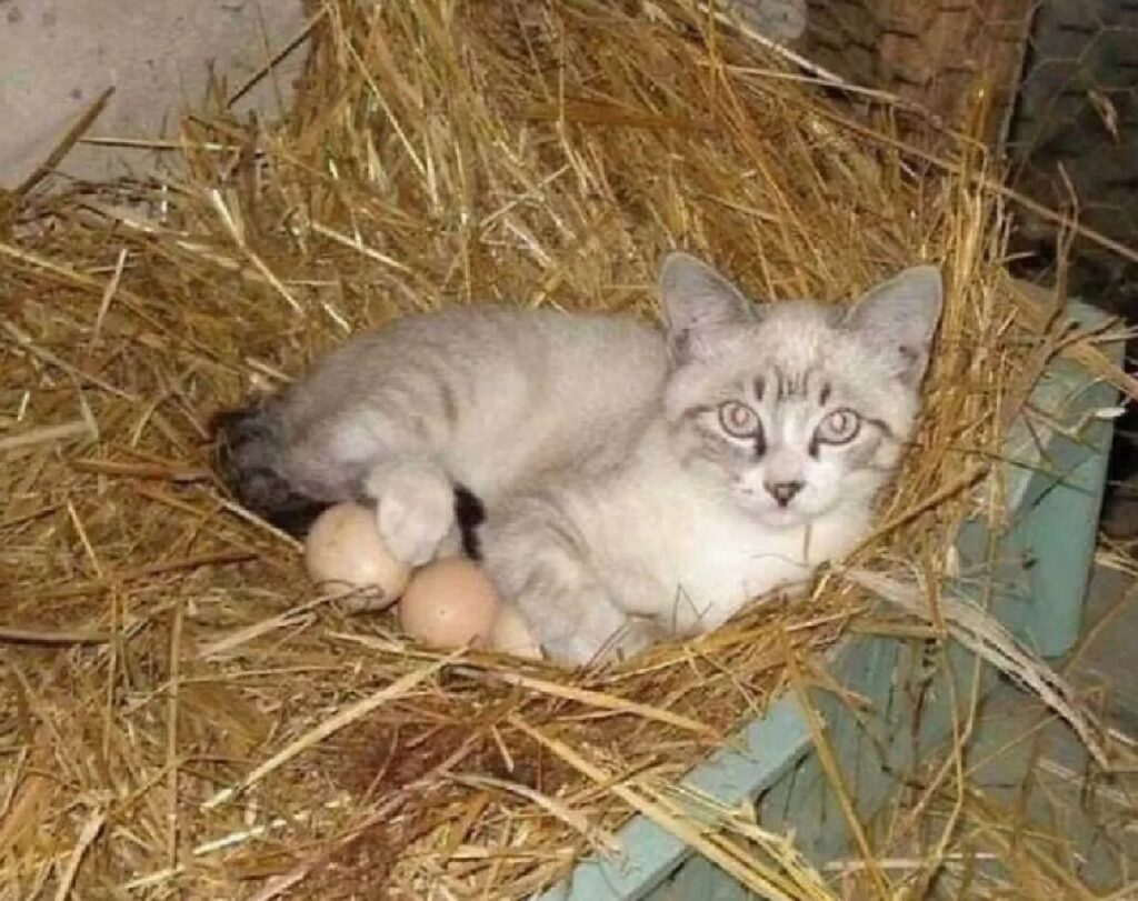 gatto cova le sue uova