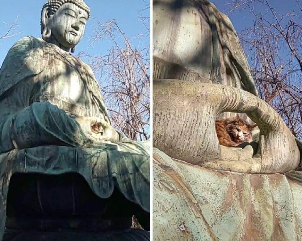 gatto tra le mani del buddha