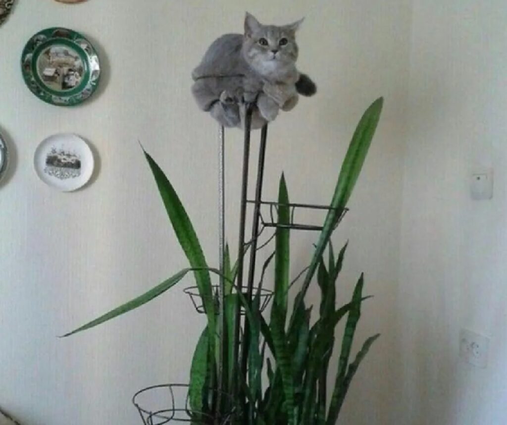 gatto sopra pianta
