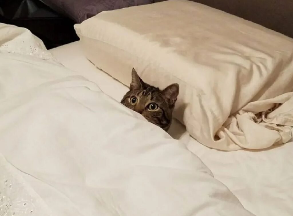 Gatto sotto una coperta