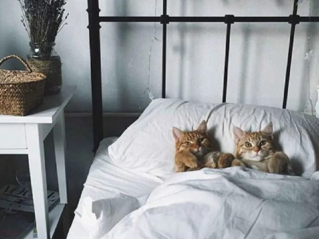 coppia gatti condividono letto