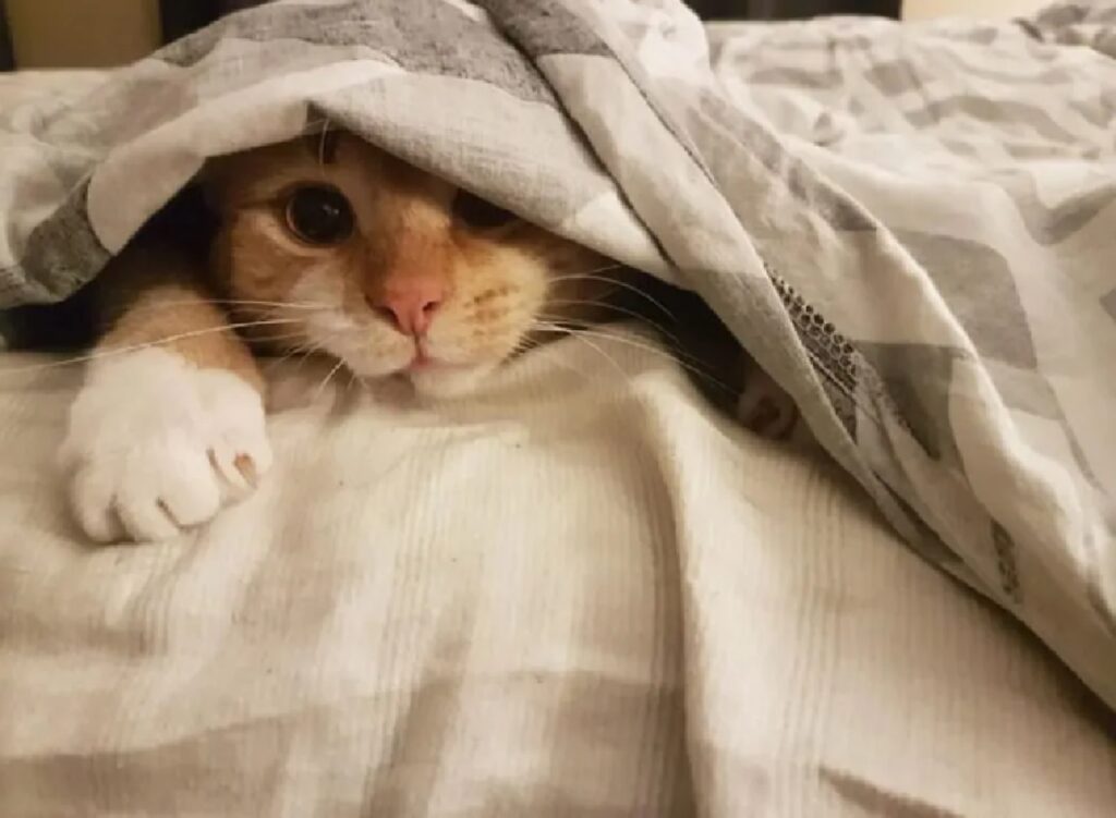 gatto esce dalle coperte