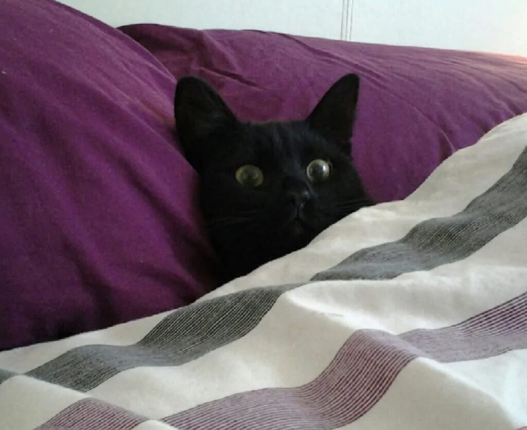 gatto cuscino viola
