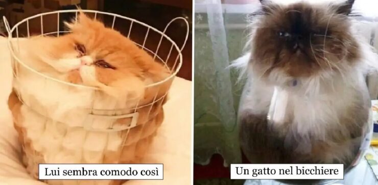 gatti che abbandonano stato solido