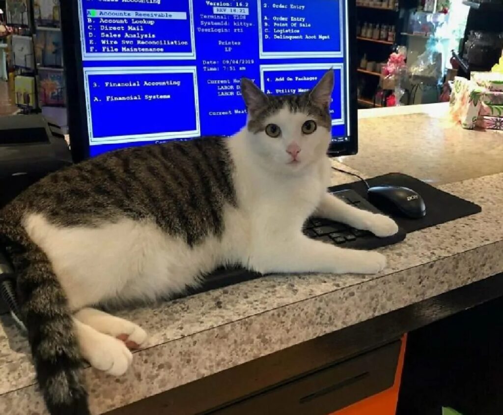 gatto perito informatico