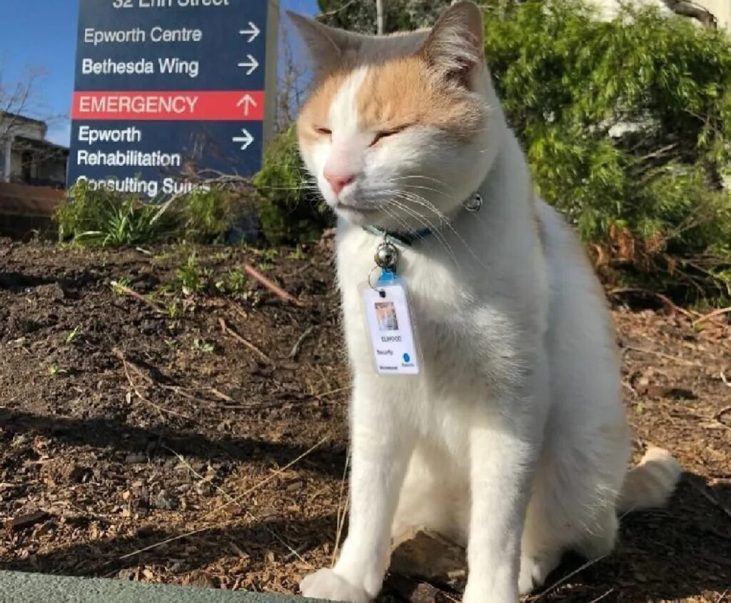 gatto inserviente ospedale