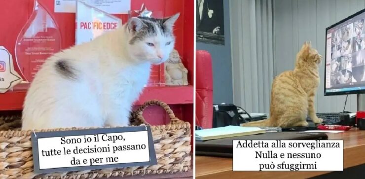 gatti che con lo spirito giusto hanno trovato un'occupazione