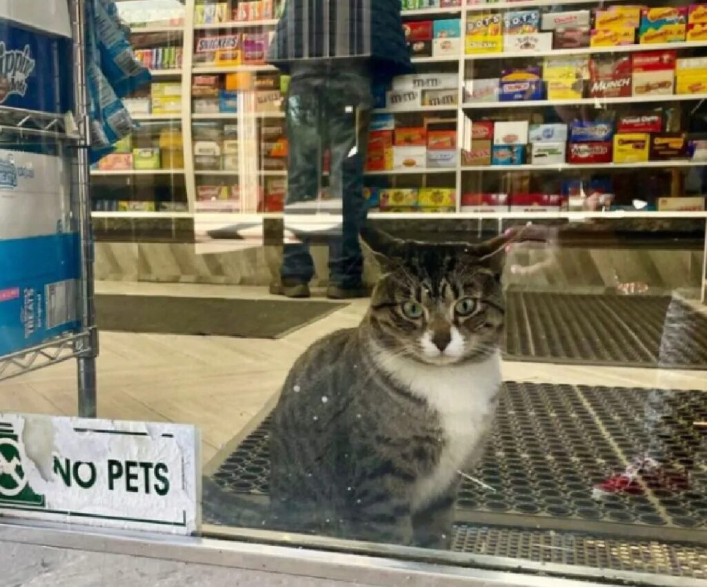 gatto davanti porta con cartello