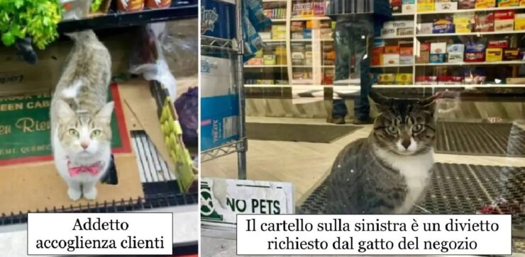 gatti che hanno deciso di dare una mano