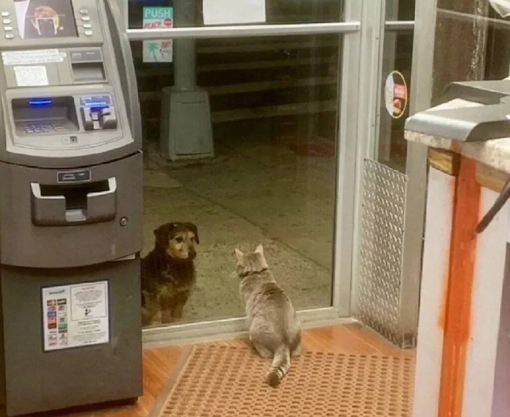 gatto e cane si guardano