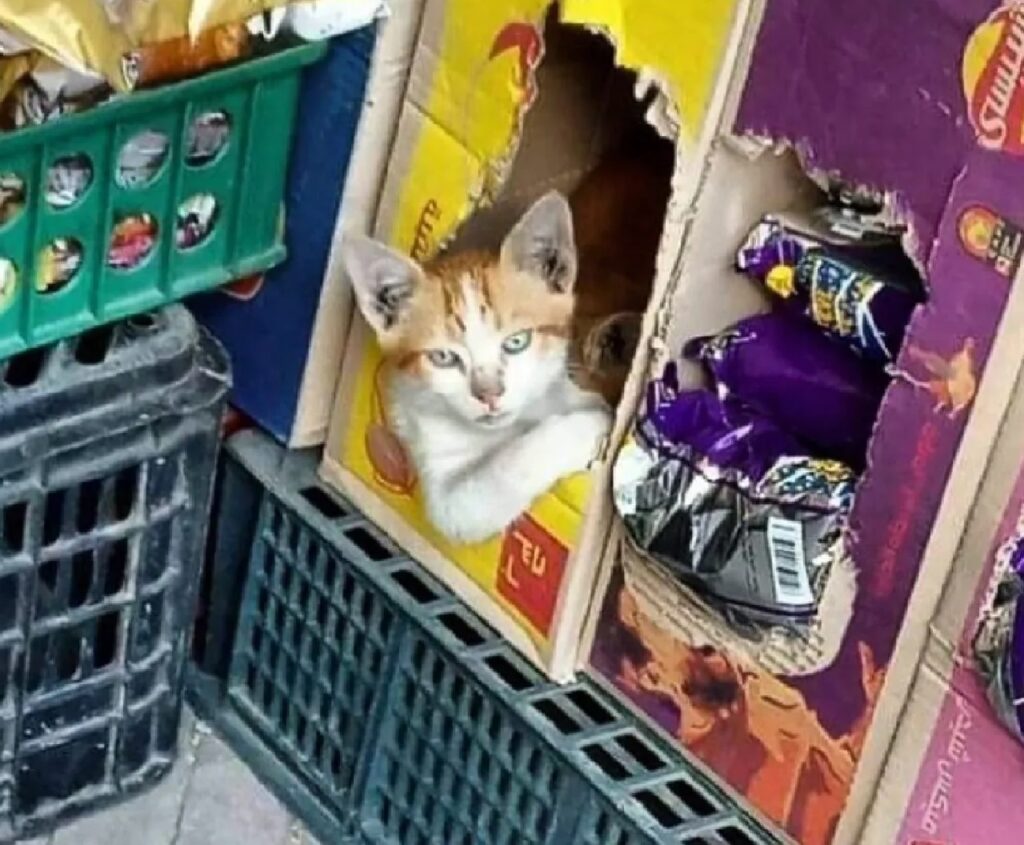 gatto dentro scatola patatine