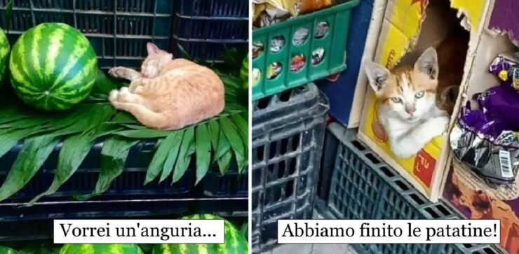 gatti che gestiscono un'attività