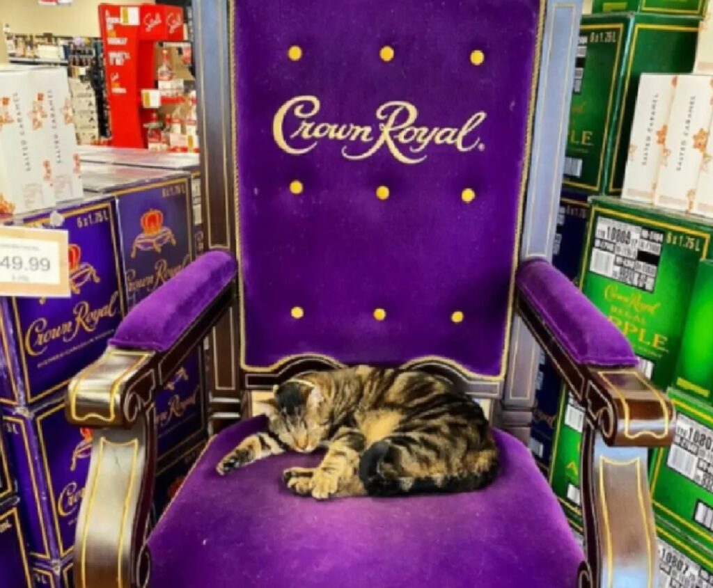 gatto sul trono
