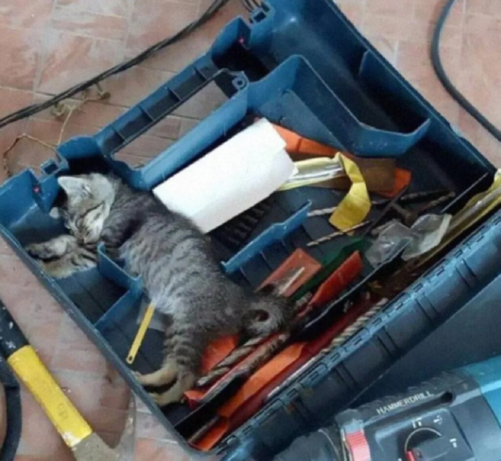 gatto lavora come muratore