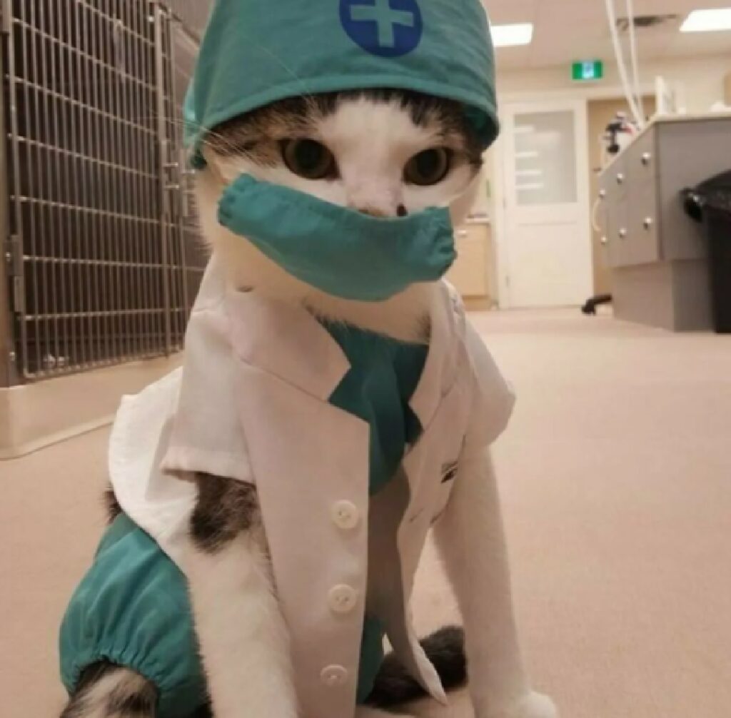 gatto lavora come infermiere