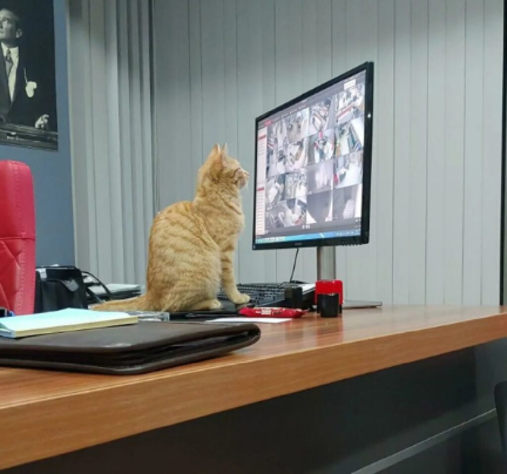 gatto guarda le telecamere