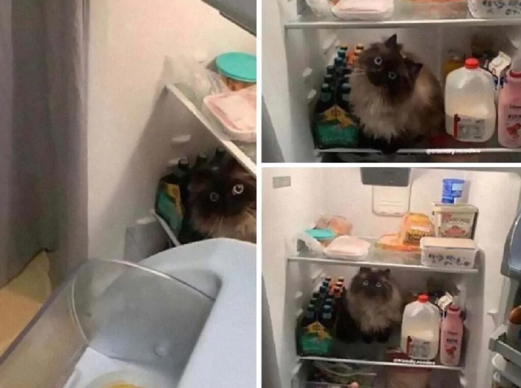 gatto trovato in frigo