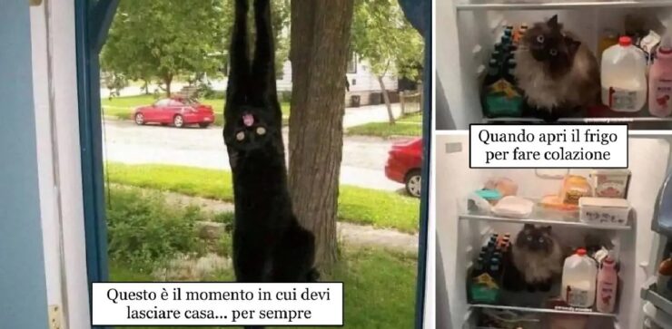 gatti che navigano tra l'inquietudine e la gioia