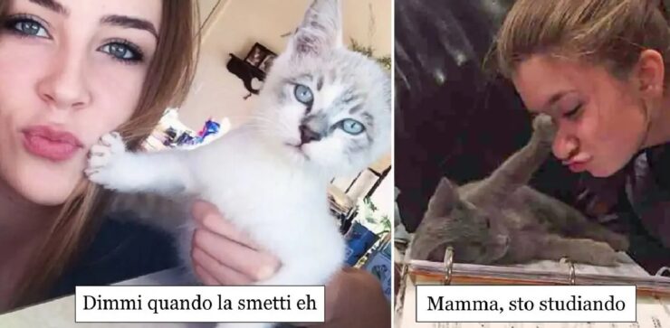 gatti che non hanno paura di rifiutare carezze