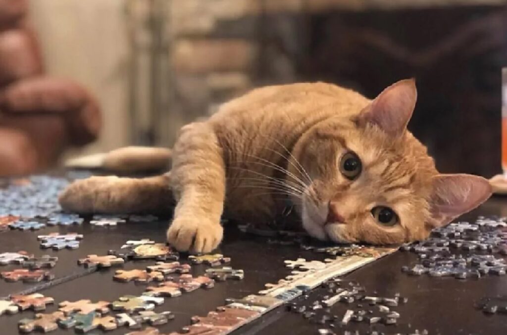 gatto sopra cornice puzzle