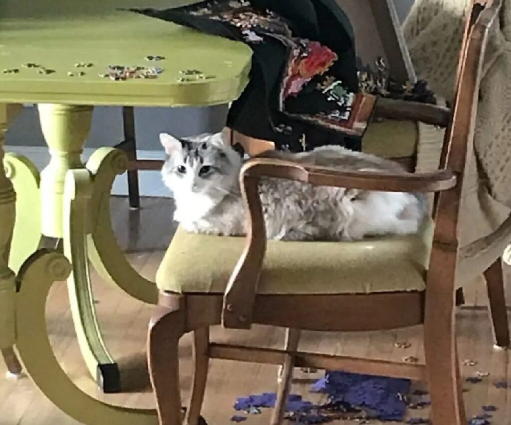 gatto su sedia soggiorno