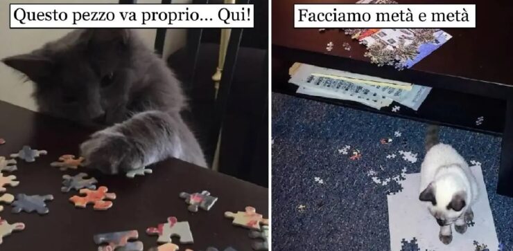 gatti che non resistono alla tentazione di fare il puzzle