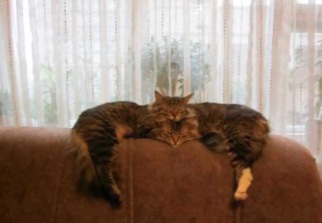 gatti su divano marrone