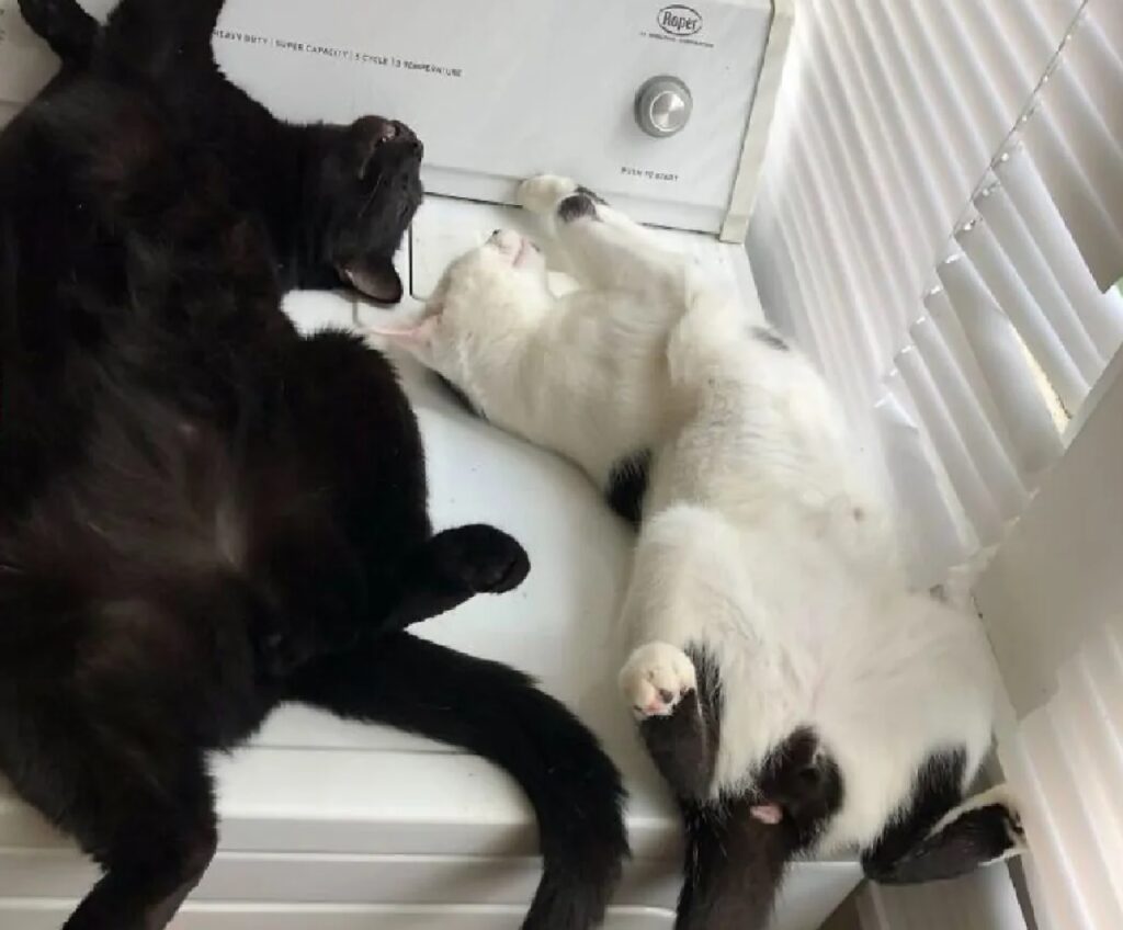 gatti sulla lavatrice