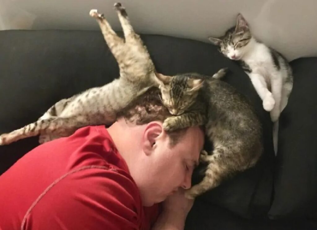 gatti dormono insieme proprietario