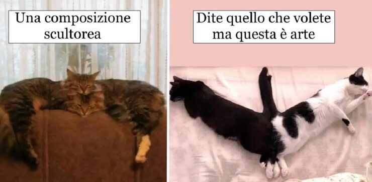 gatti che non vedono l'ora di dormire in compagnia