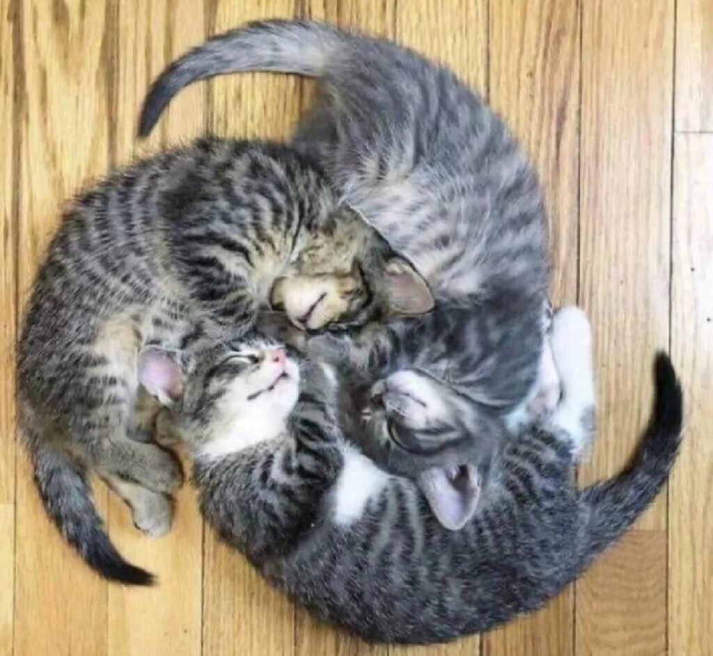 gatti formano spirale