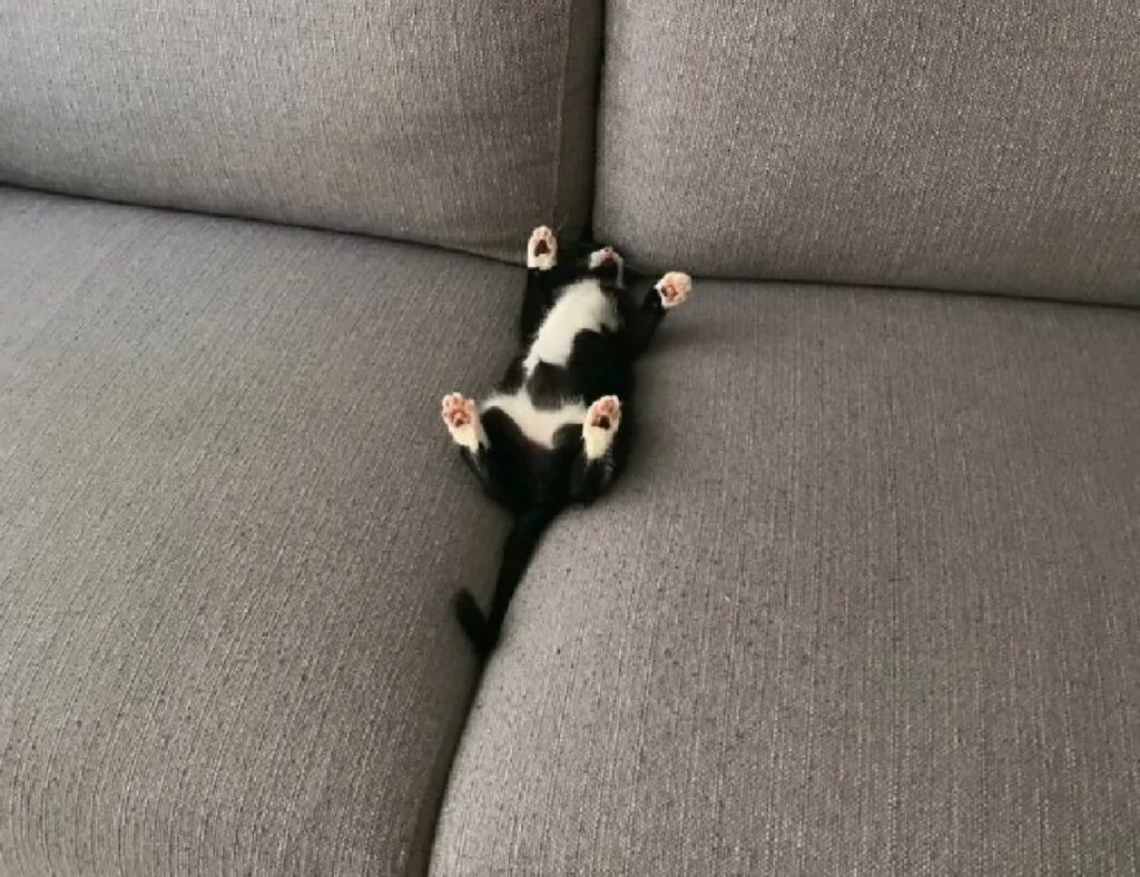 gatto dorme su fessura divano