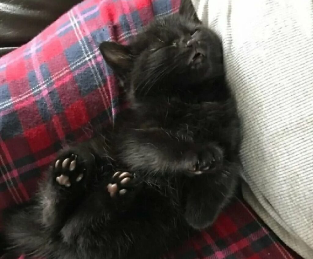 gatto nero riposino