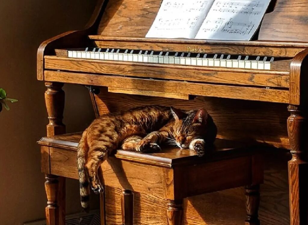 gatto dorme pianoforte