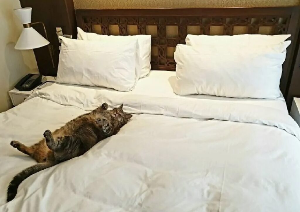 gatto letto matrimoniale per lui