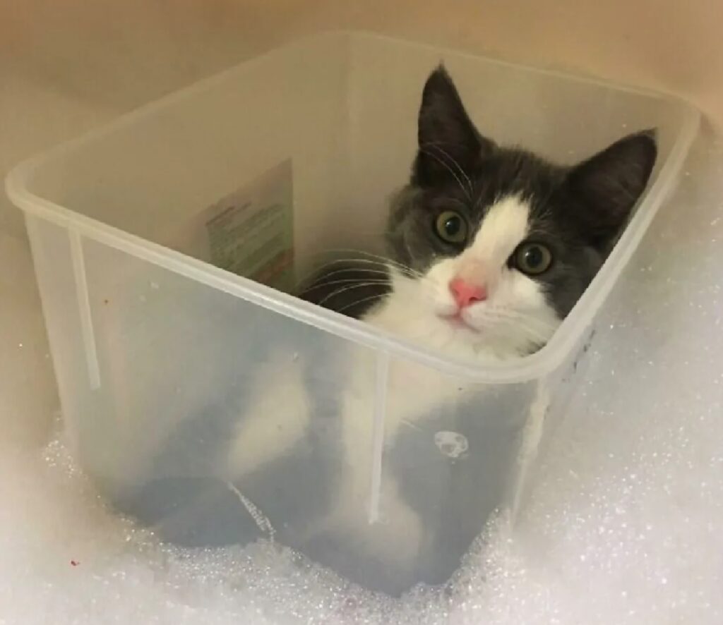 gatto nella vasca in bagno