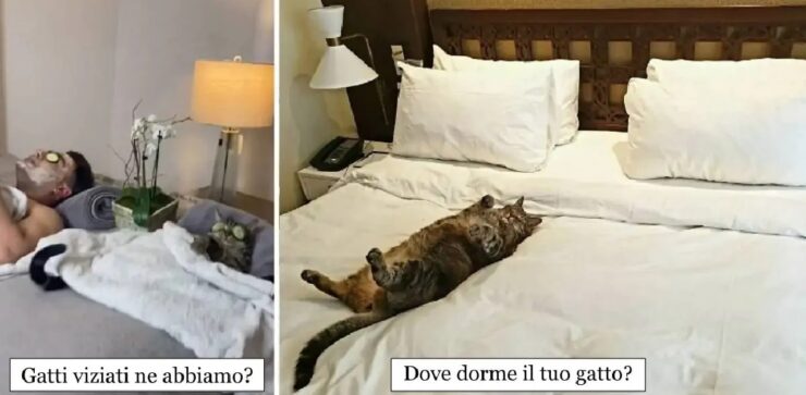 gatti che sono al centro di ogni ragionamento