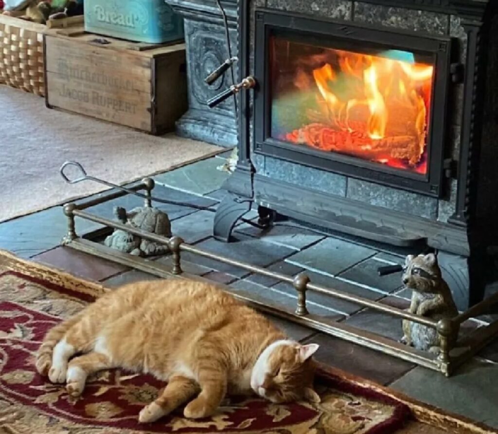 gatto riposa davanti fuoco
