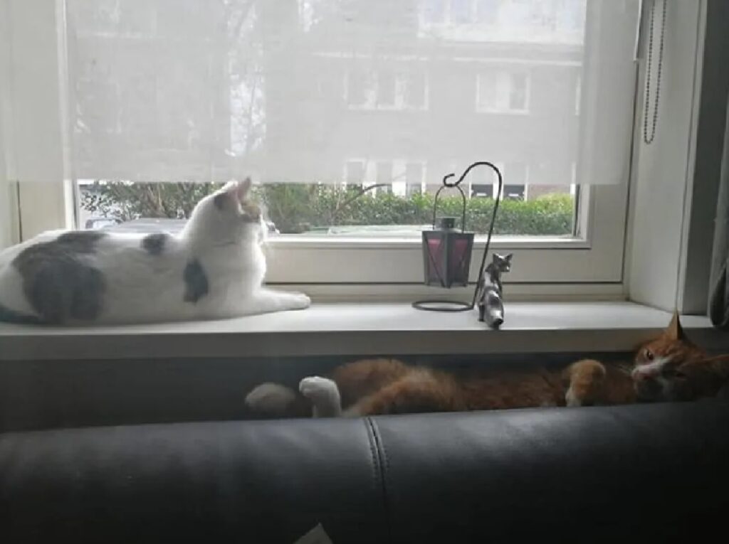 gatto guarda la finestra